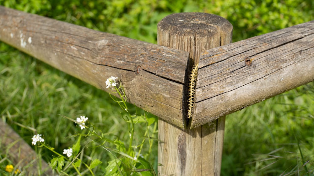 a wooden fence with a flower on it