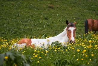 A gentle horse resting peacefully in a spacious recovery pasture surrounded by Texas wildflowers.