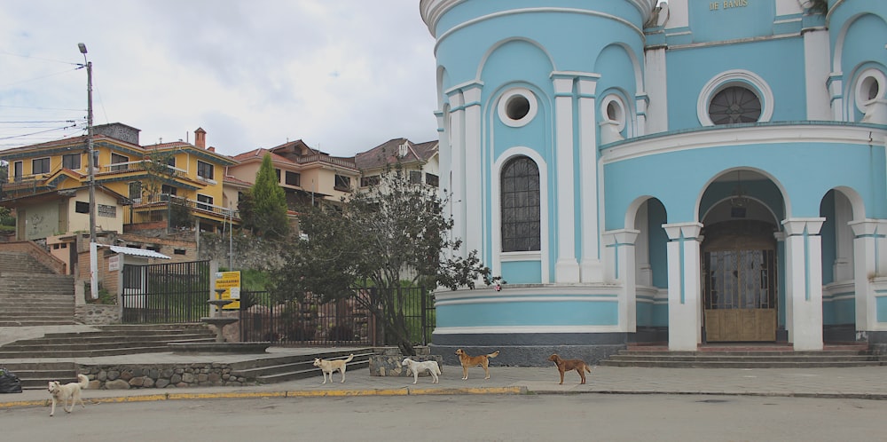 a group of dogs walk across a street