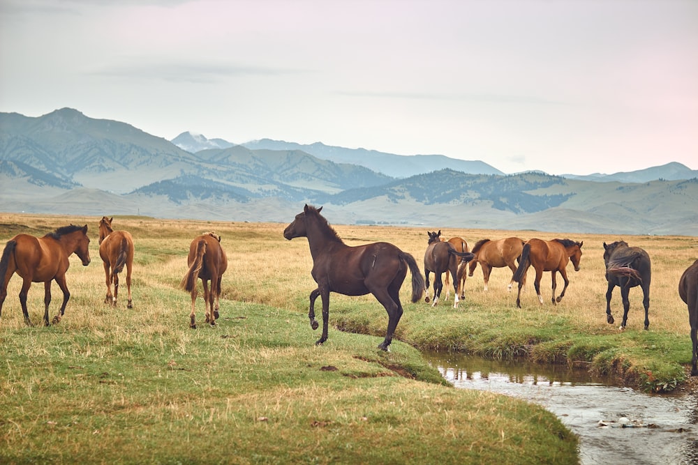 a group of horses in a field