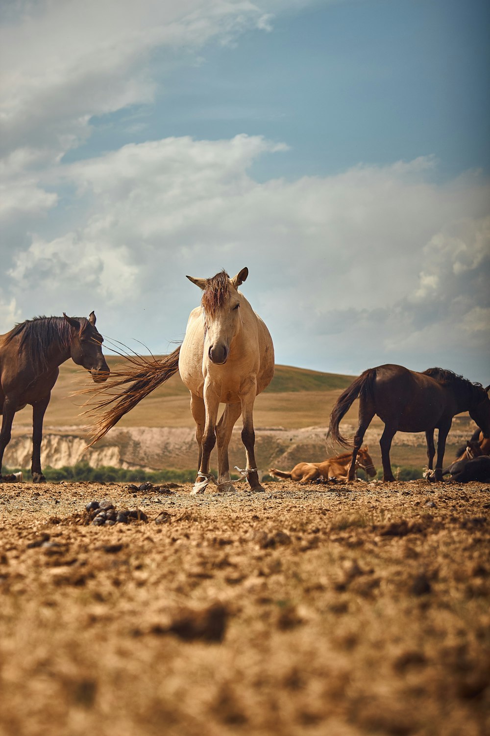 horses standing on a dirt field