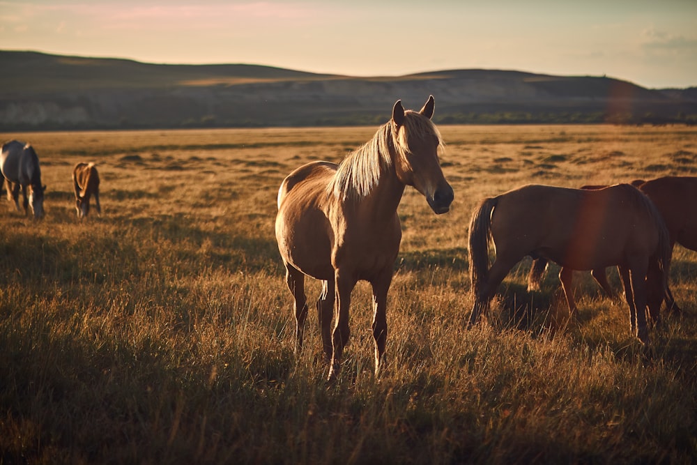 um grupo de cavalos em um campo