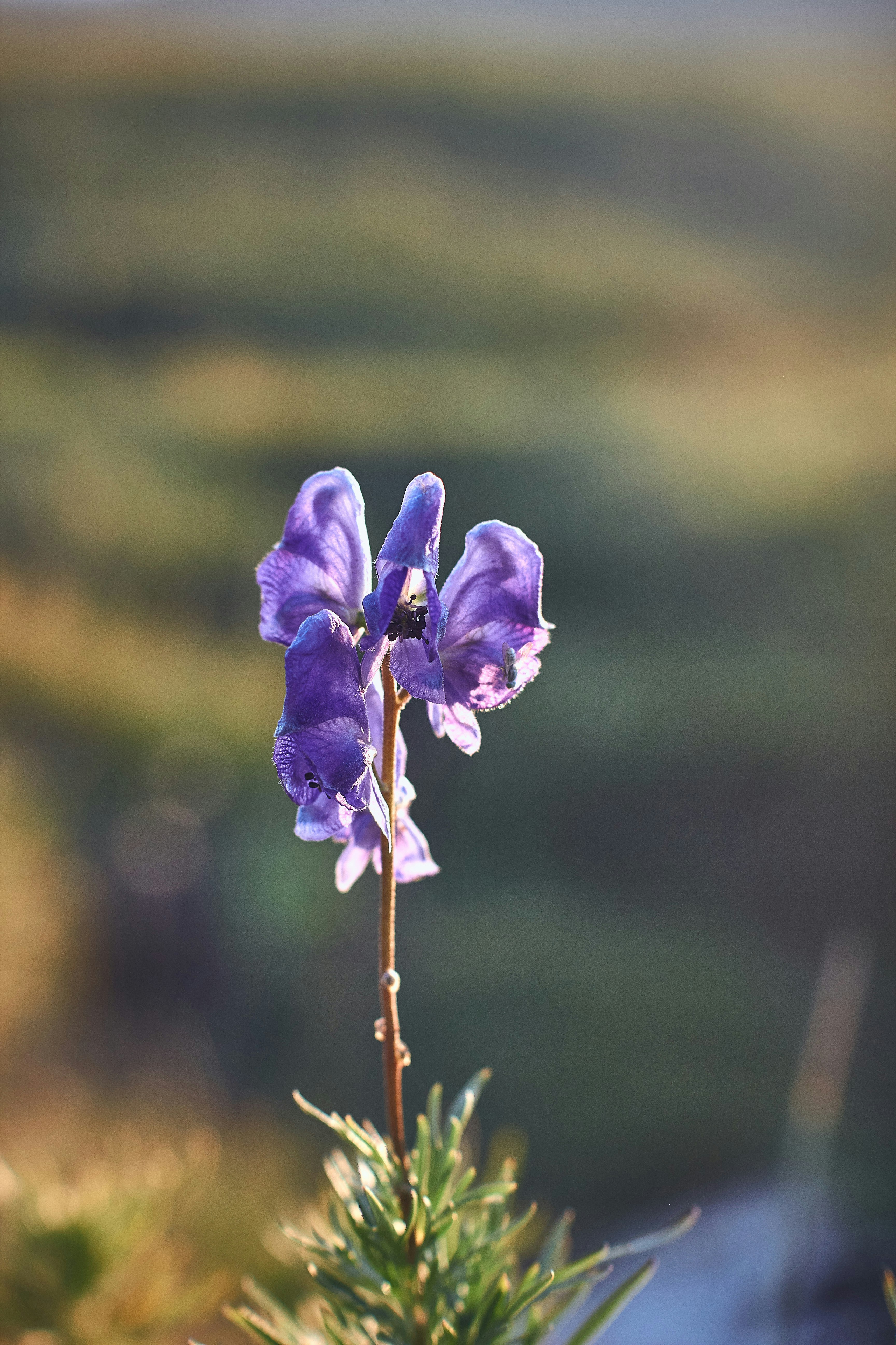 Photo by barsuklis