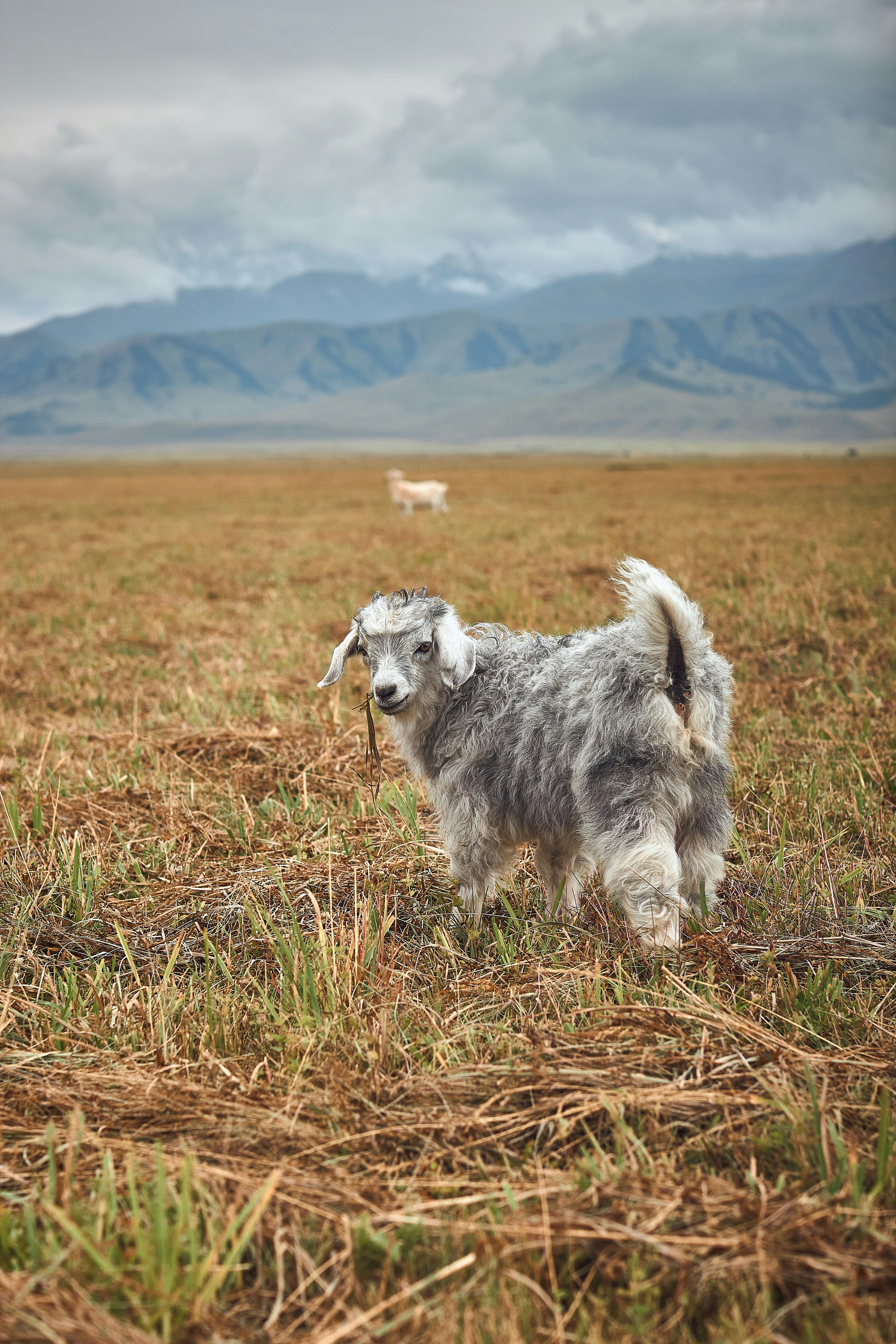 A goat in a field photo – Free Mammal Image on Unsplash