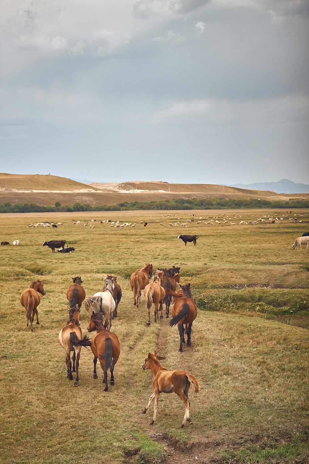 a person riding a horse in a field with a herd of horses
