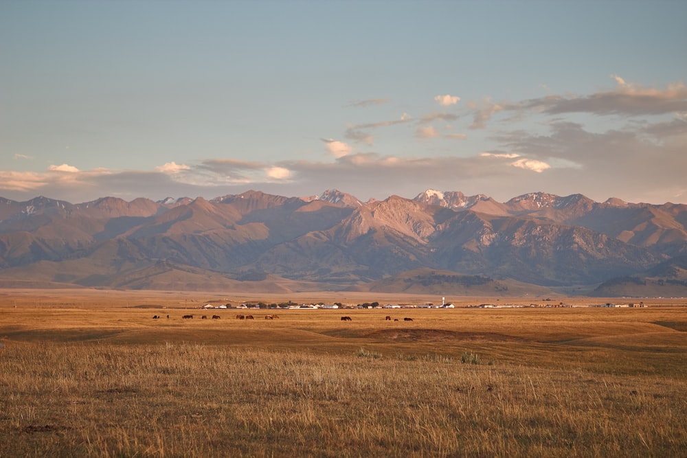 a large field with mountains in the background