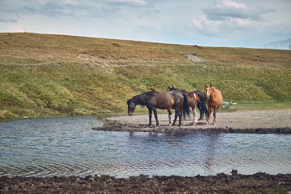 horses drinking water from a river