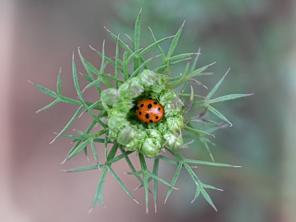 a ladybug on a plant