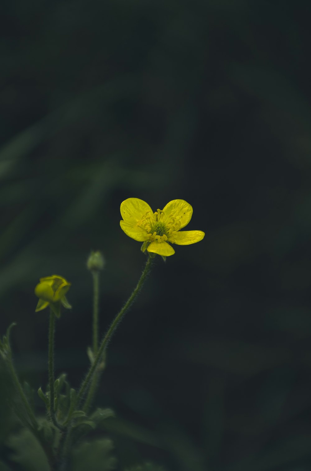 a yellow flower with green leaves