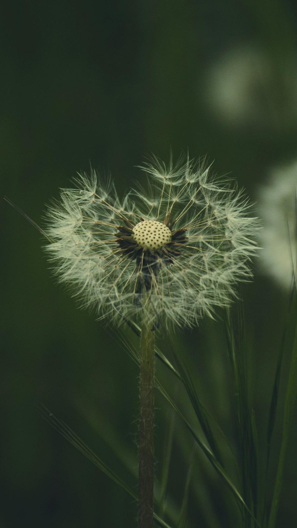 a close up of a dandelion