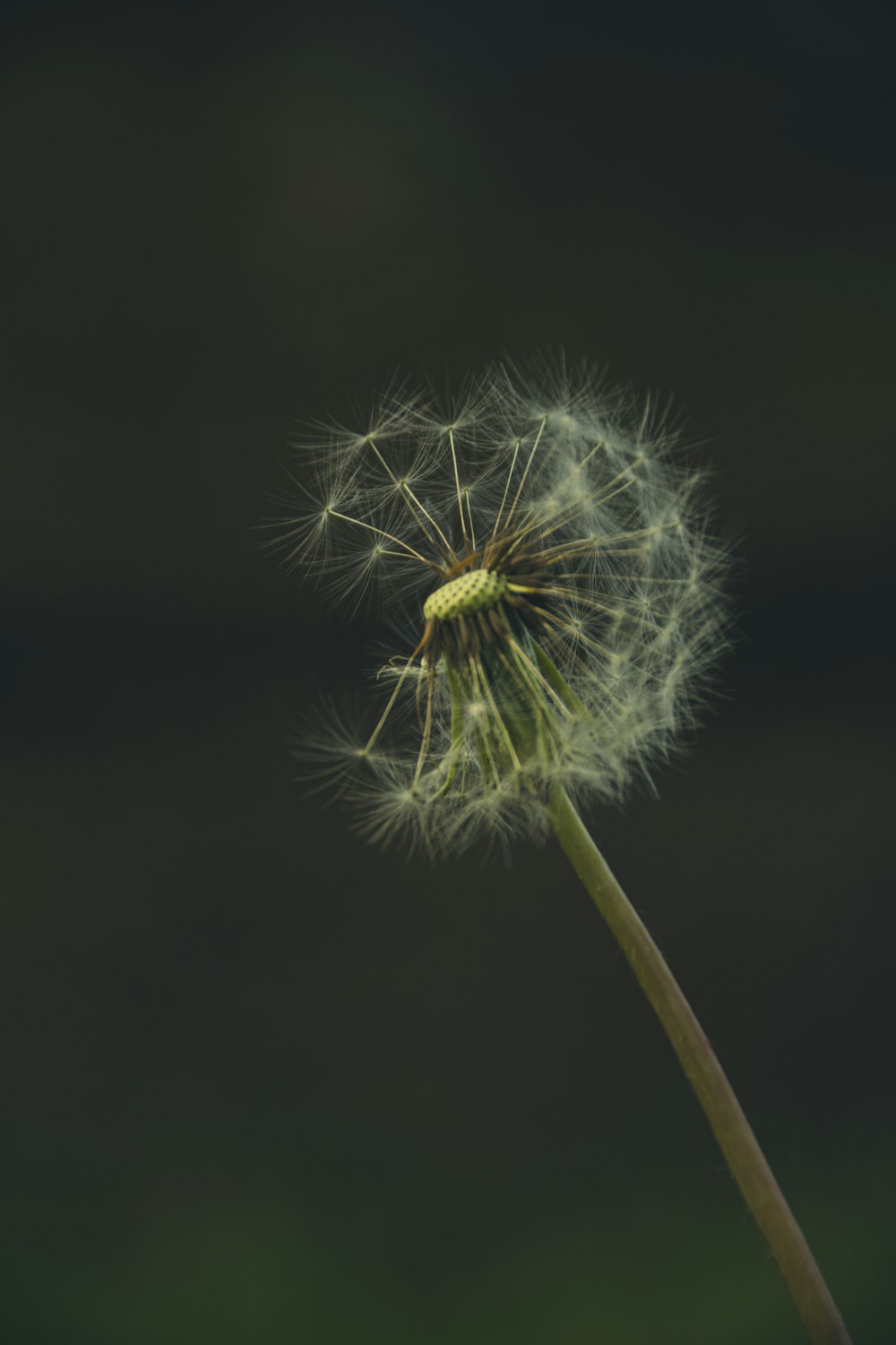 a close up of a dandelion