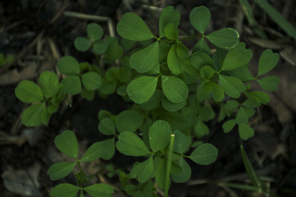 a group of clovers