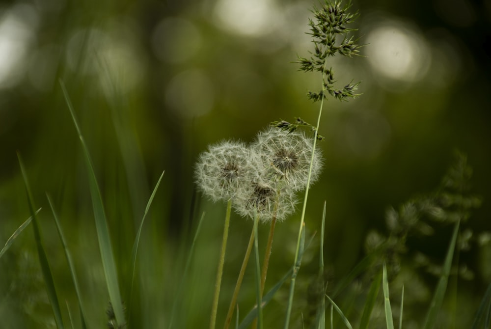 a dandelion flower in a field