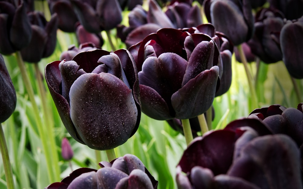 a close up of a flower