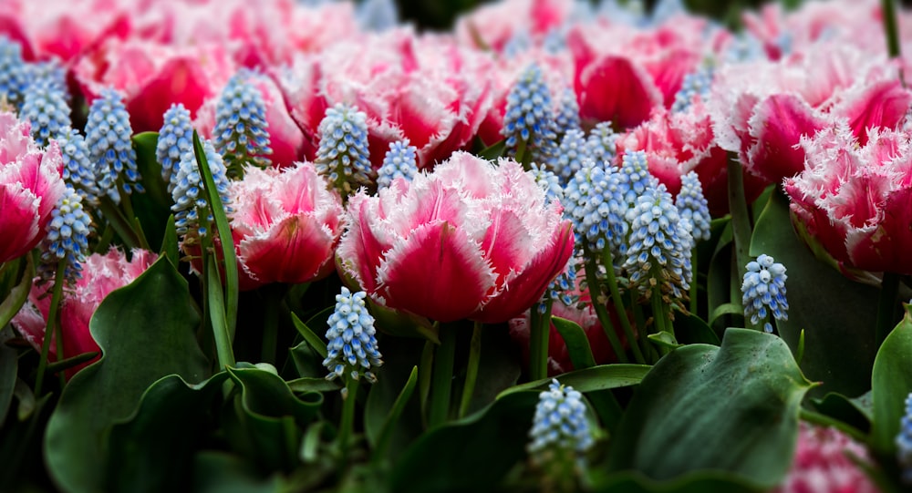 a group of flowers