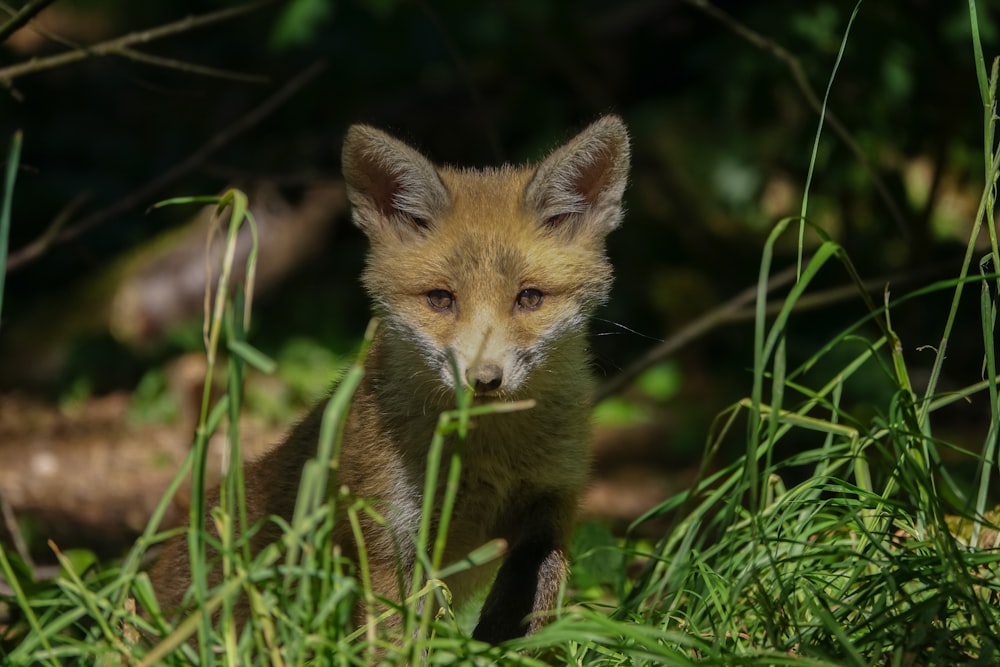 a fox in the grass