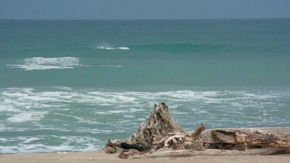 a log on a beach