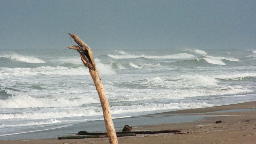 a tree branch on a beach