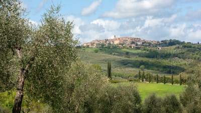 A picturesque view of olive groves in San Vito Romano.