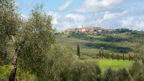 A picturesque view of the olive groves in San Vito Romano, Lazio.