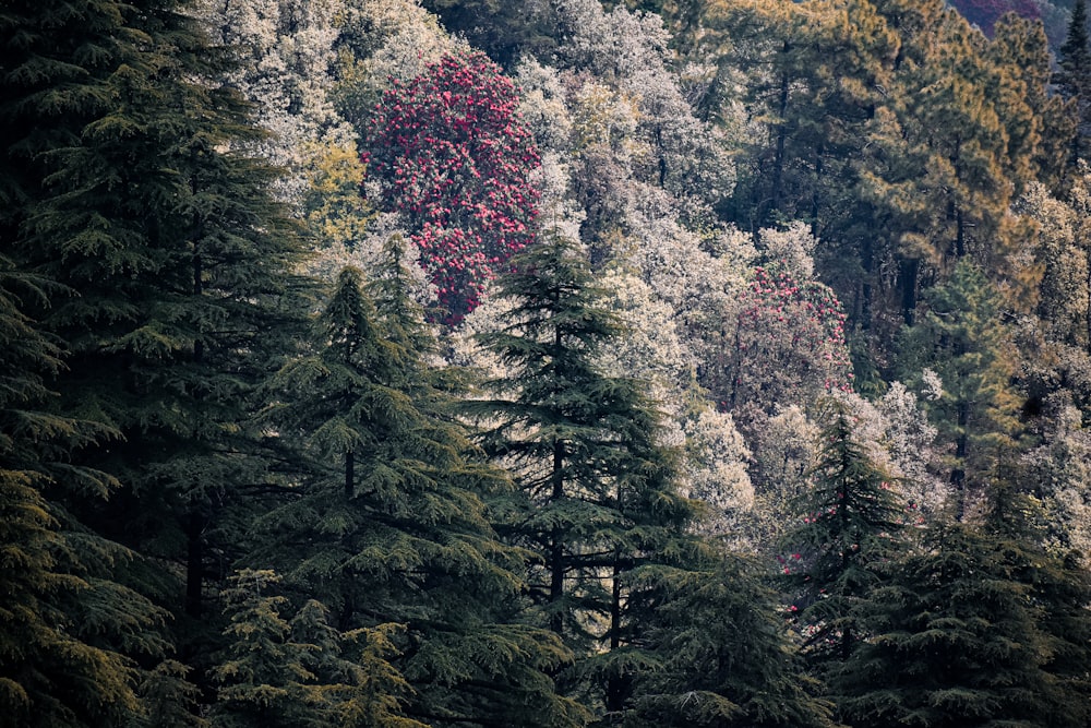 a group of trees with colorful leaves