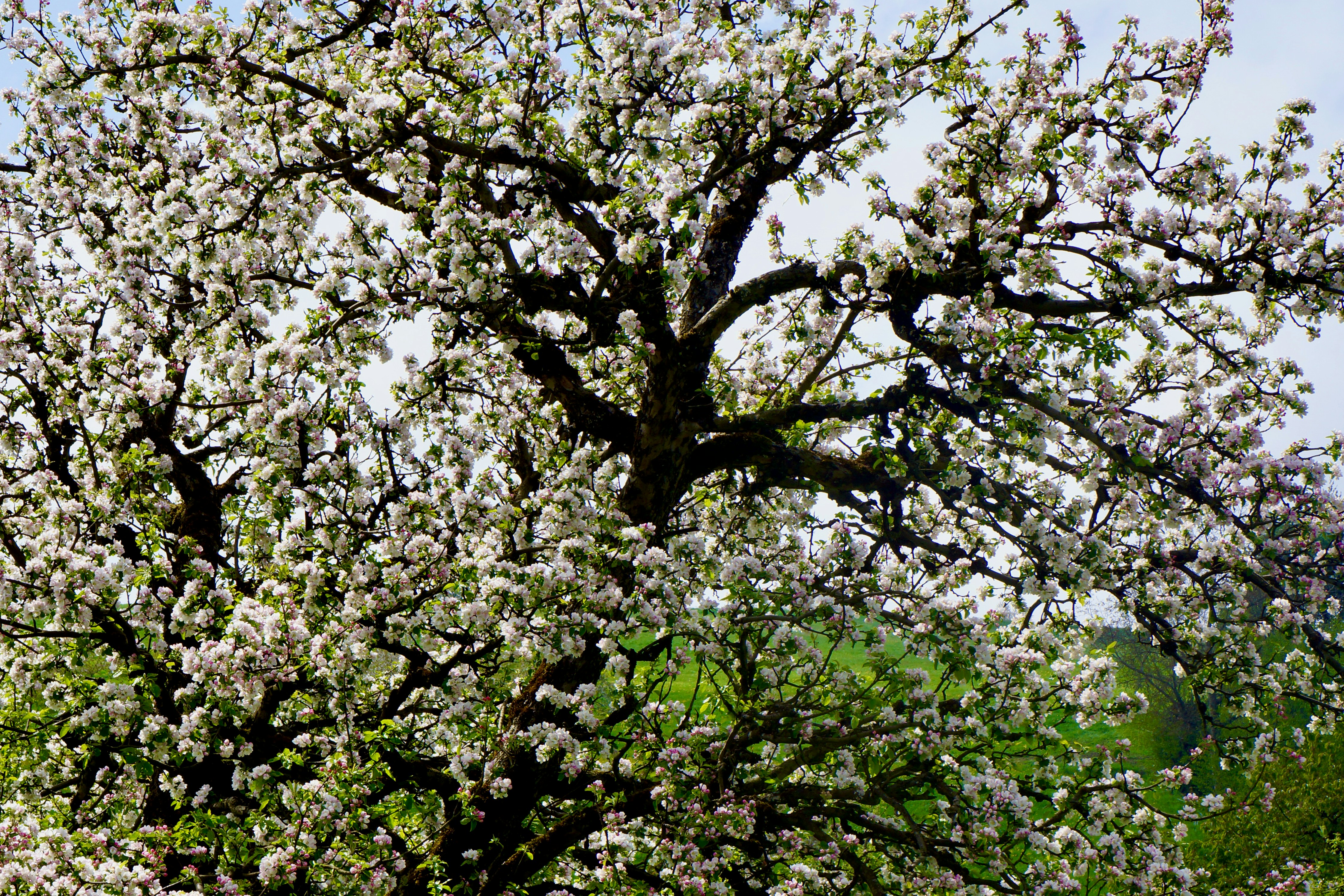 Photo by peterburdon