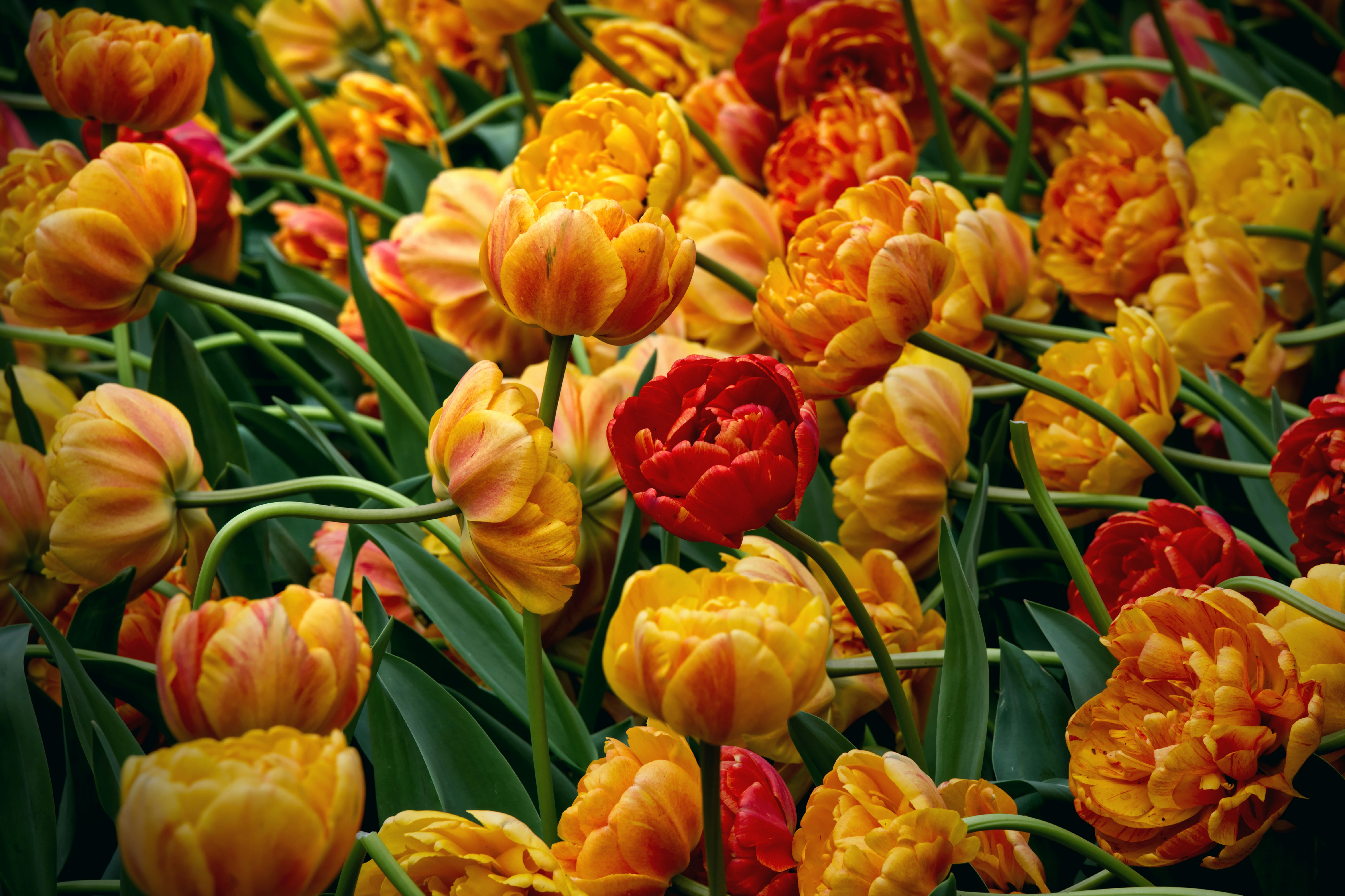 Photo by job_vermeulen