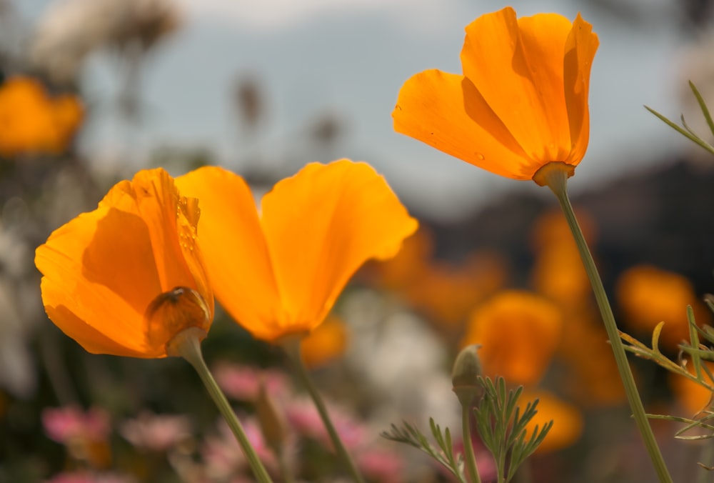 orange flowers with green stems