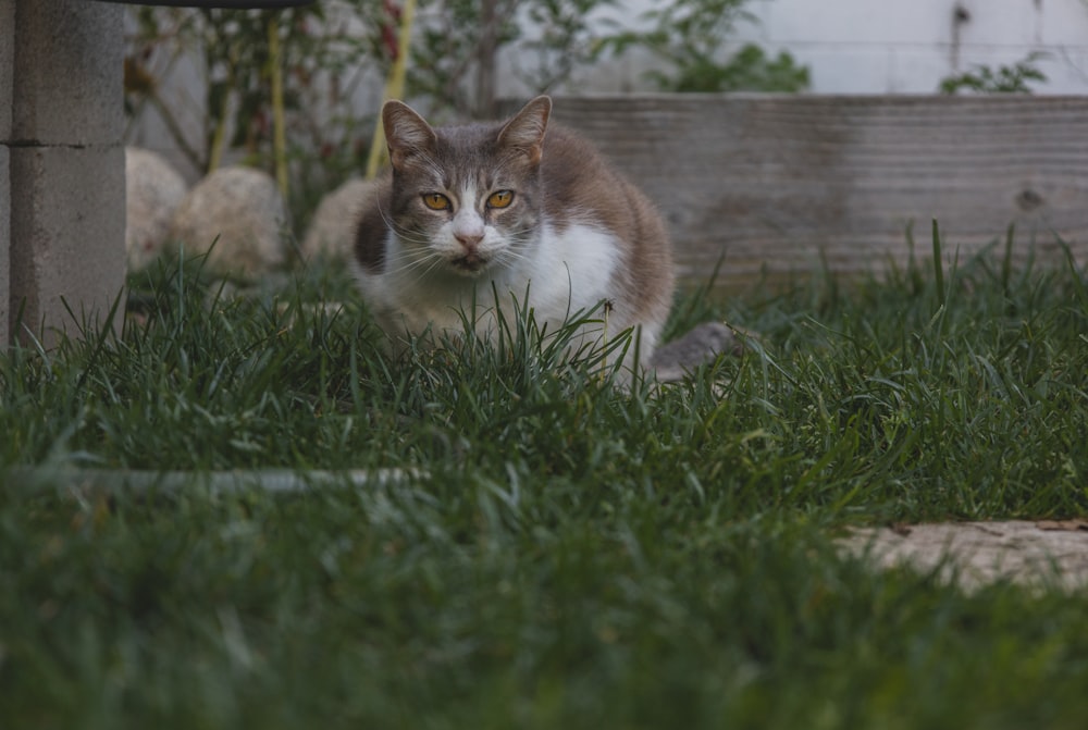 a cat sitting in the grass