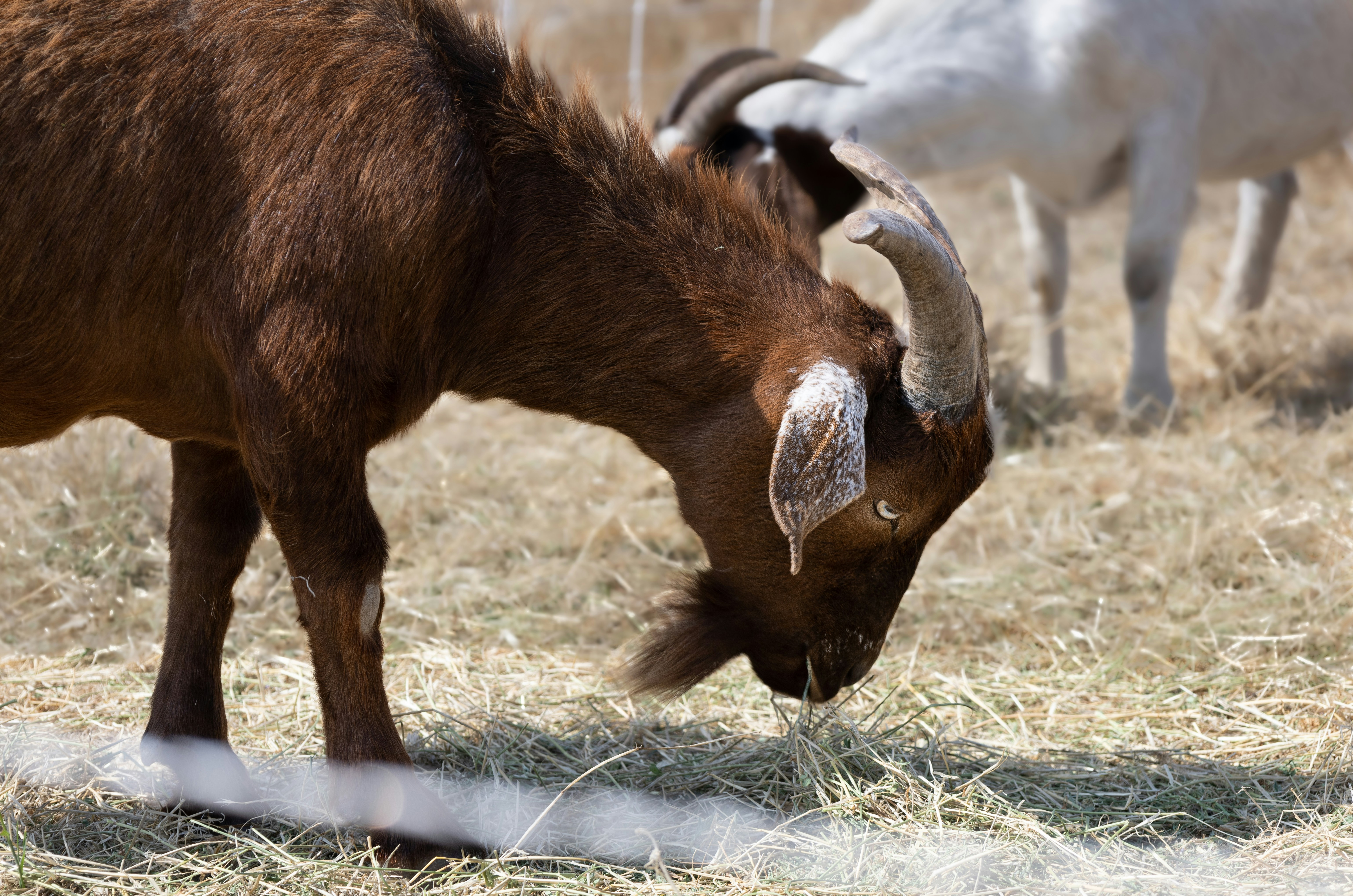 a group of animals eating grass
