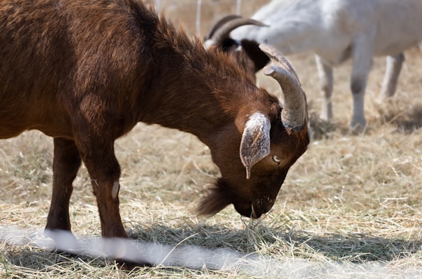 A brown goat with curved horns is grazing on dry grass in a field. Behind it, another white goat is visible, slightly out of focus. The background consists of blurred elements with a natural, earthy appearance.