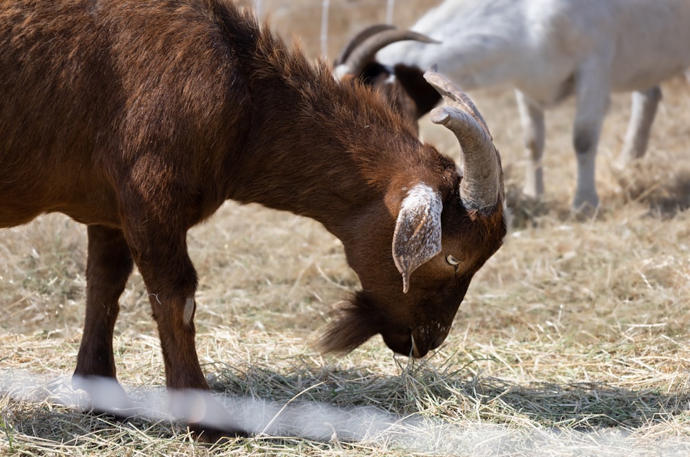 a group of animals eating grass