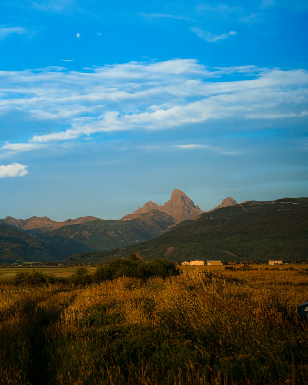 a grassy field with a mountain in the background