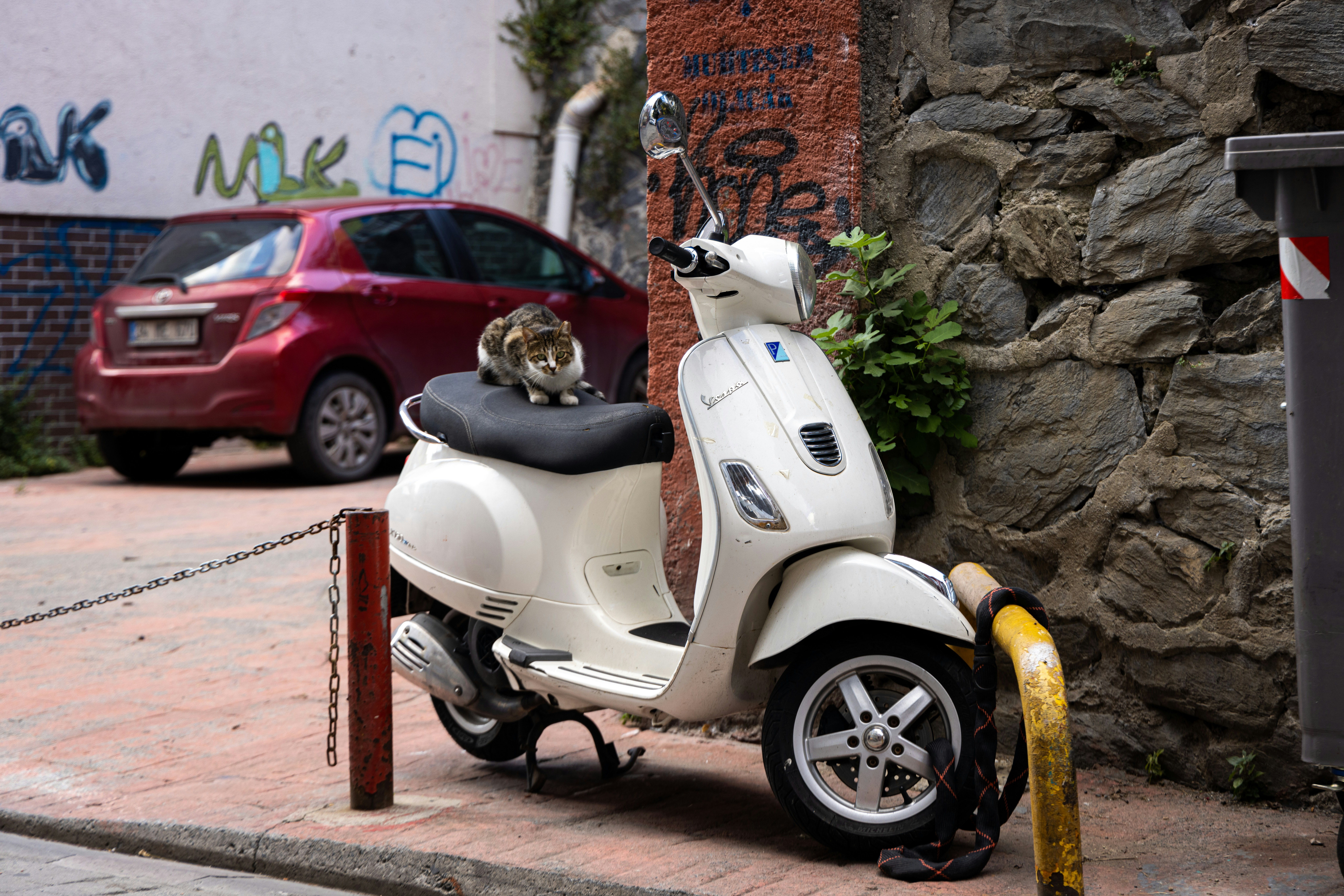 a dog sitting on a moped