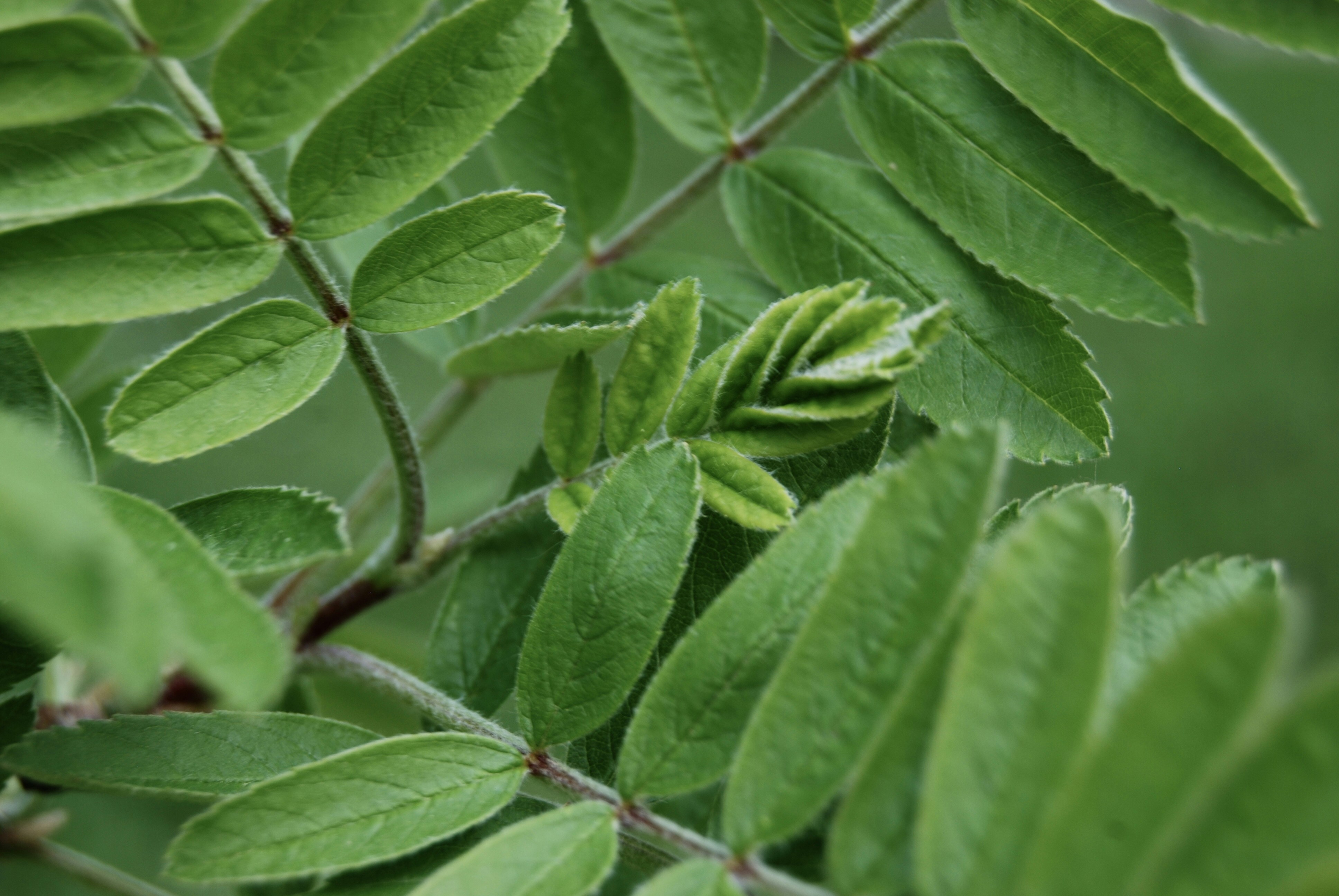 Photo by slightlybittersweet