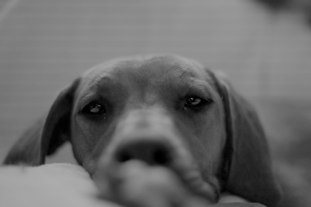 A close-up portrait of a stray dog with soulful eyes, sitting quietly in a dusty Somali street.