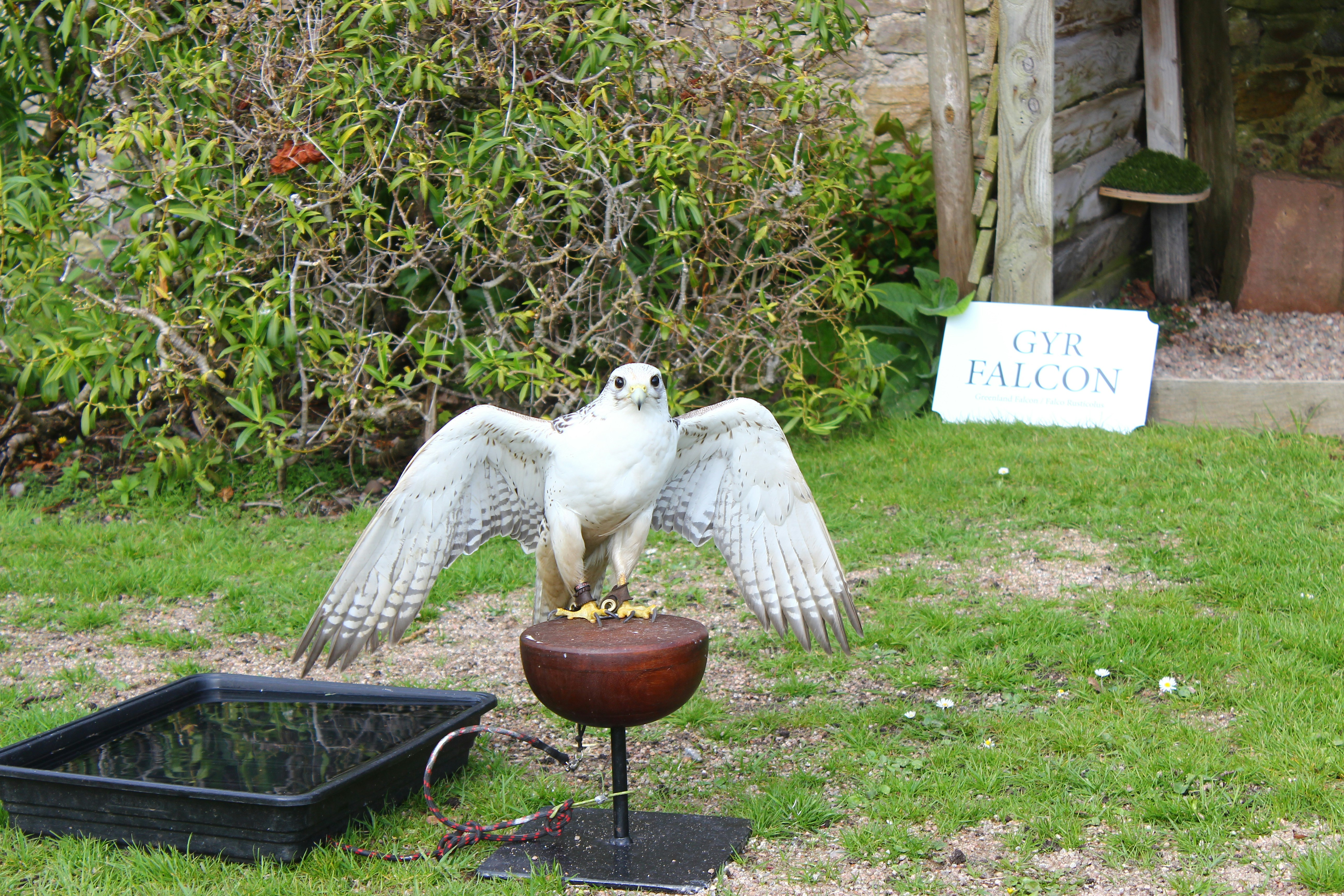 Majd — Saker Falcon