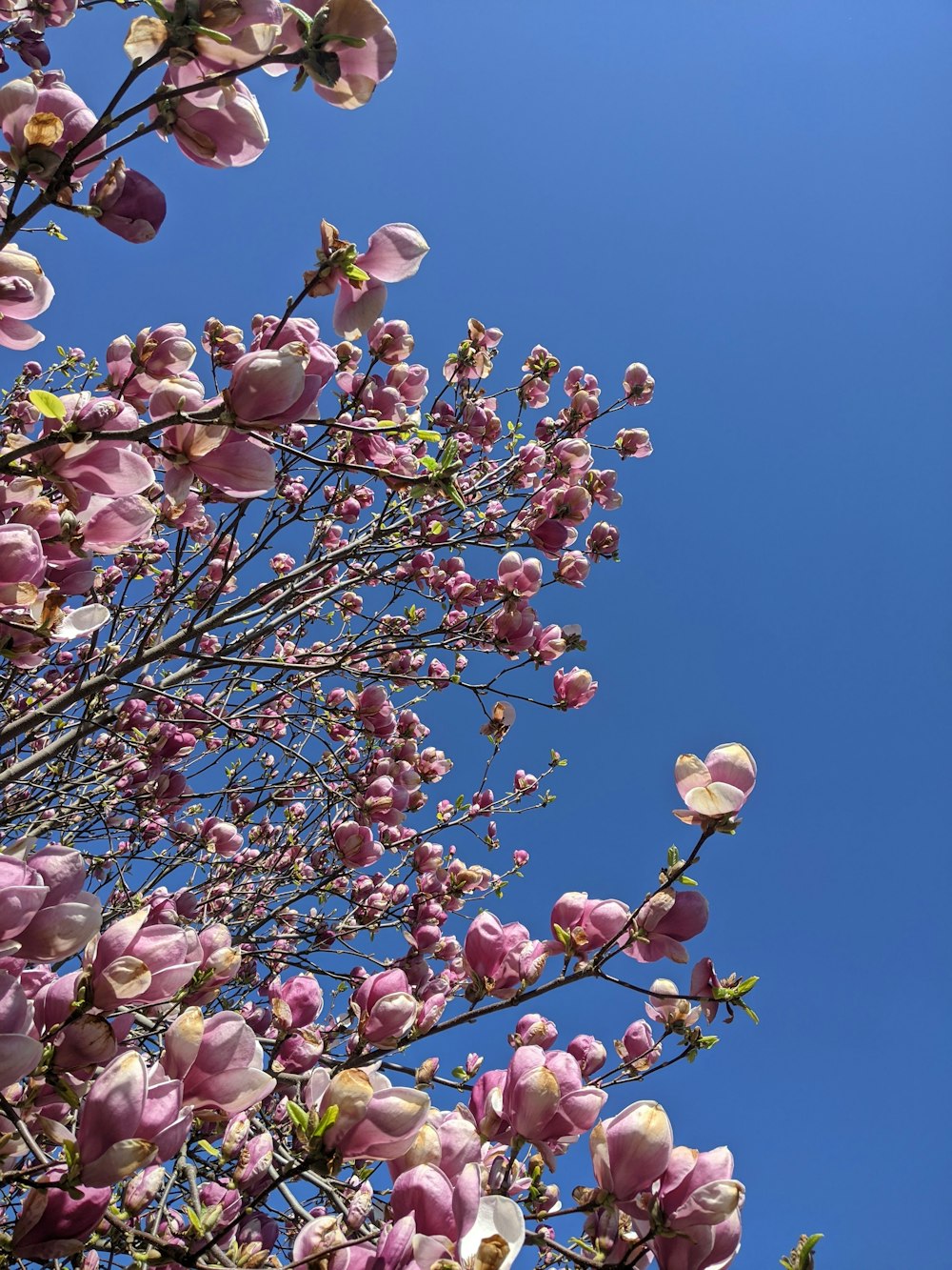 a tree with pink flowers