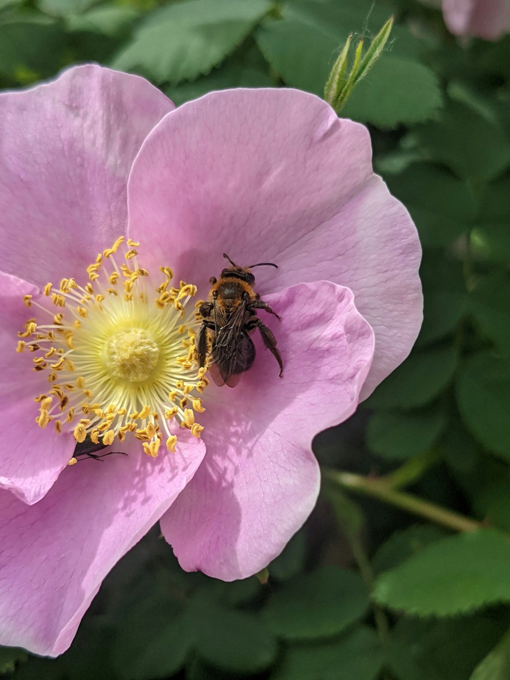 a bee on a flower