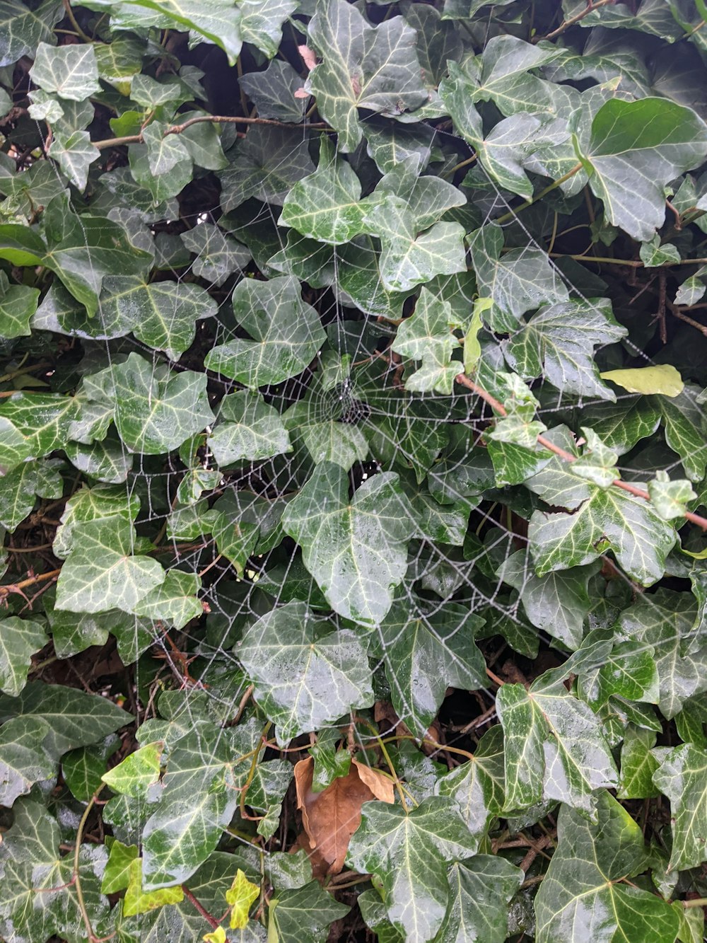 a large group of green leaves