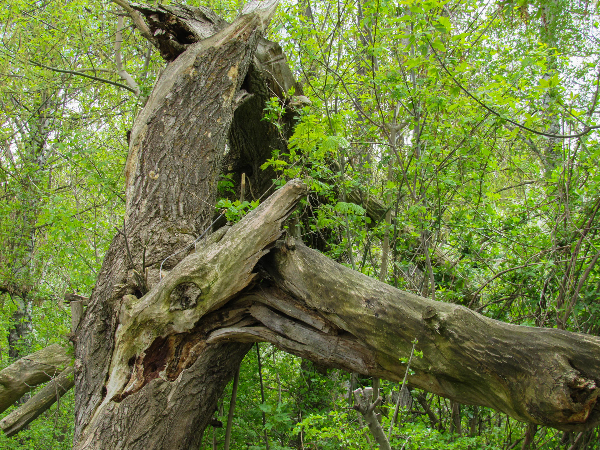 a tree with many branches