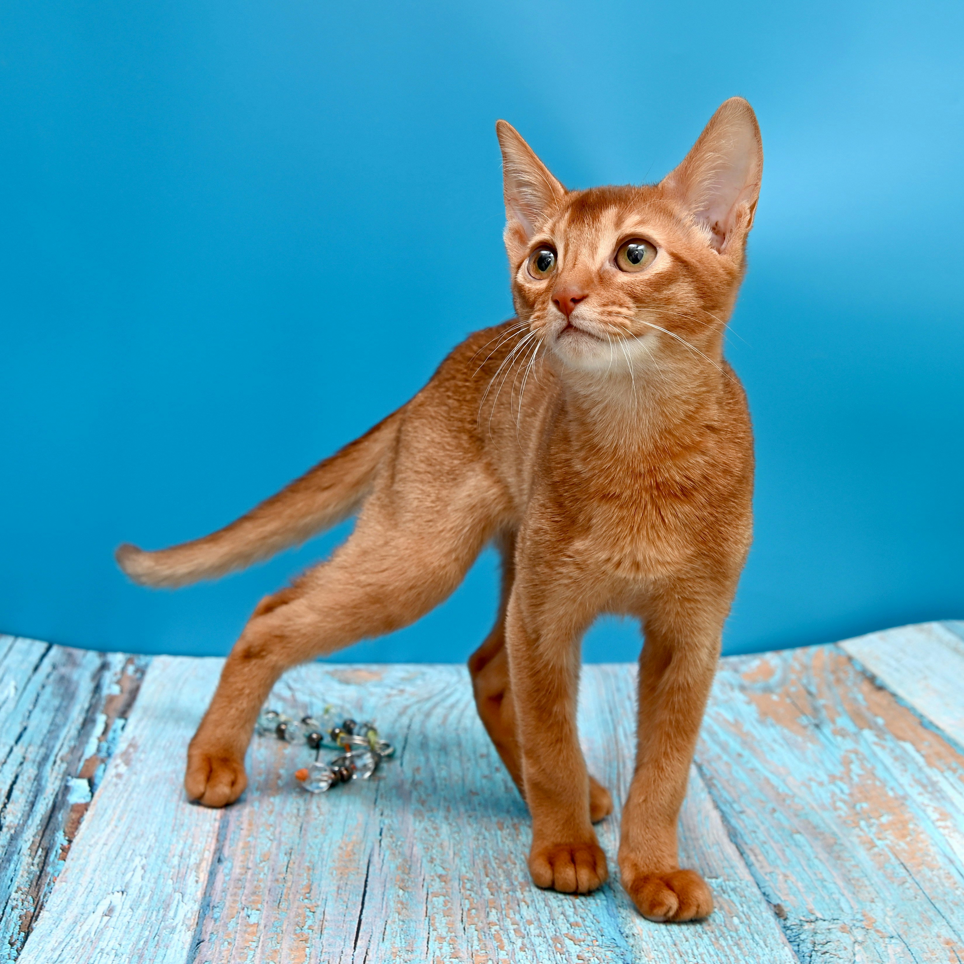 The Allure of Red Cat Stock: A Comprehensive Guide