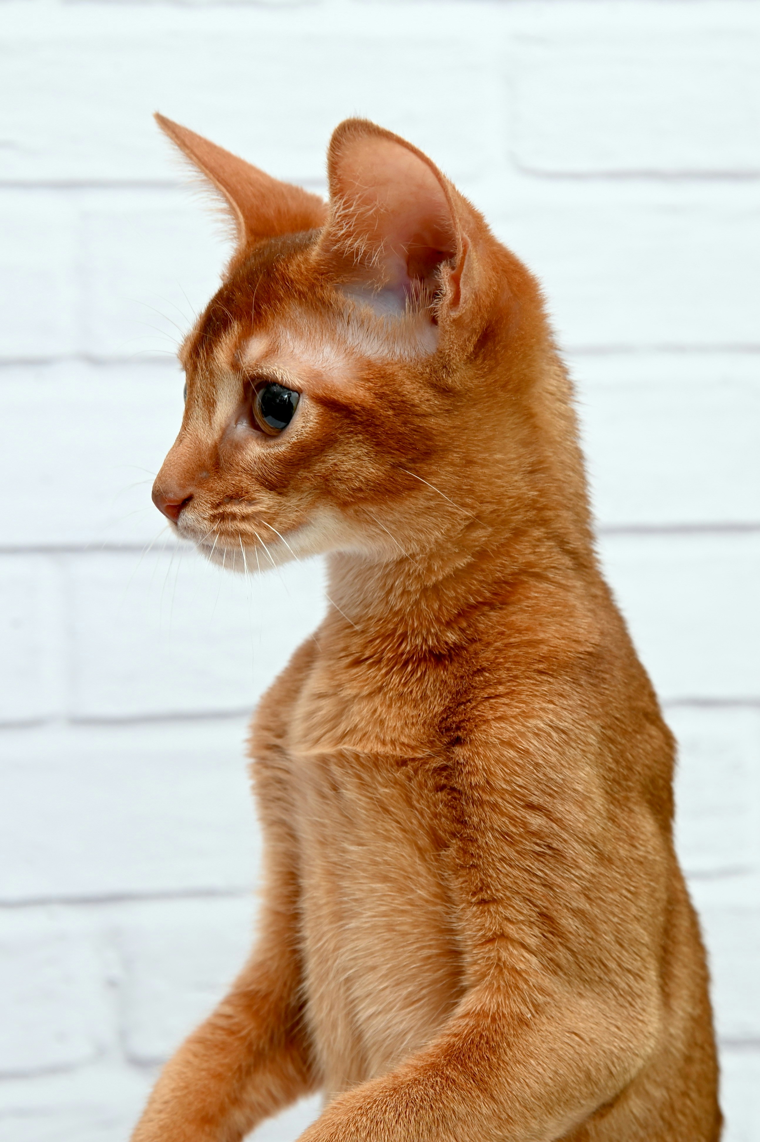 Cat sitting comfortably at home