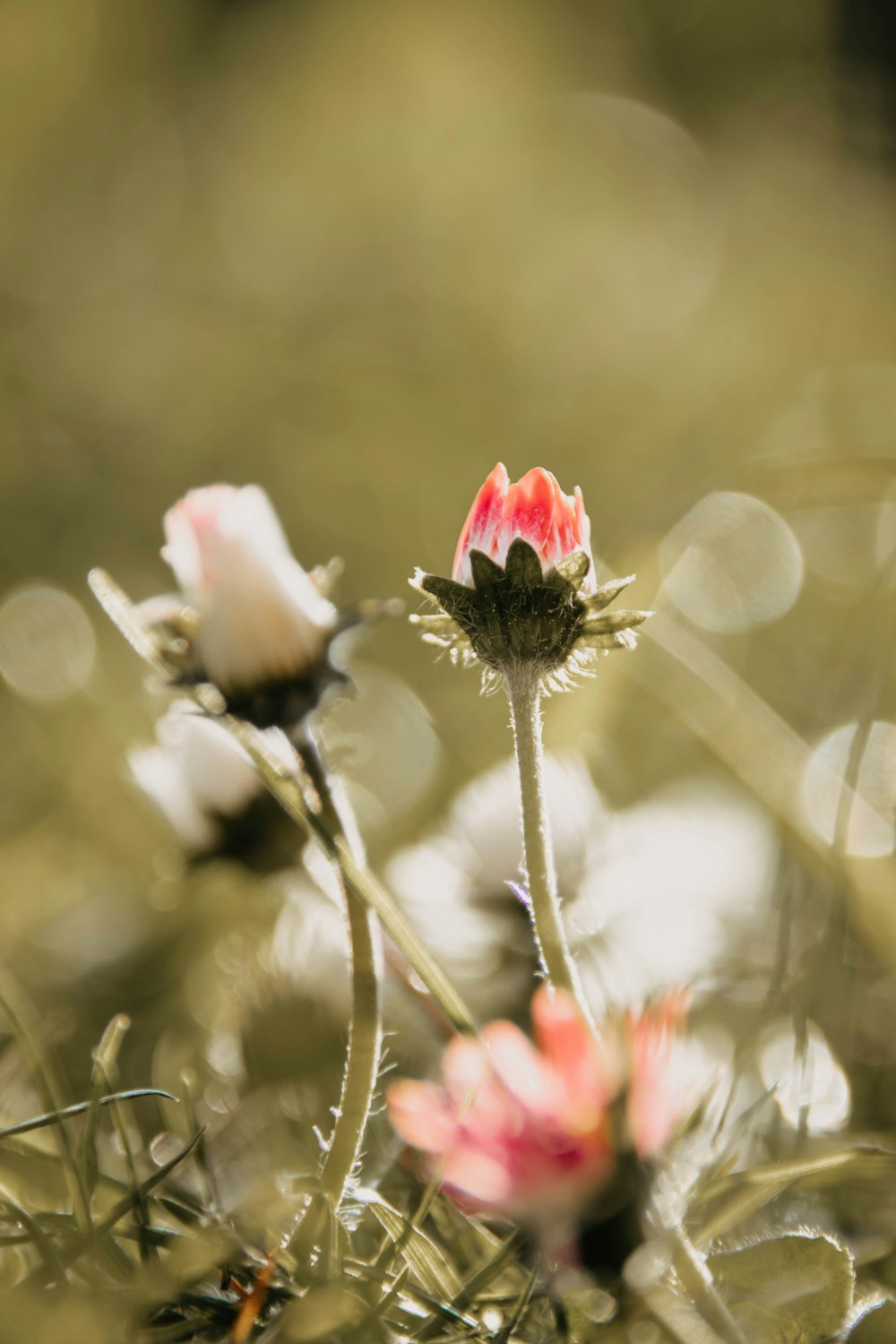 a close up of a flower