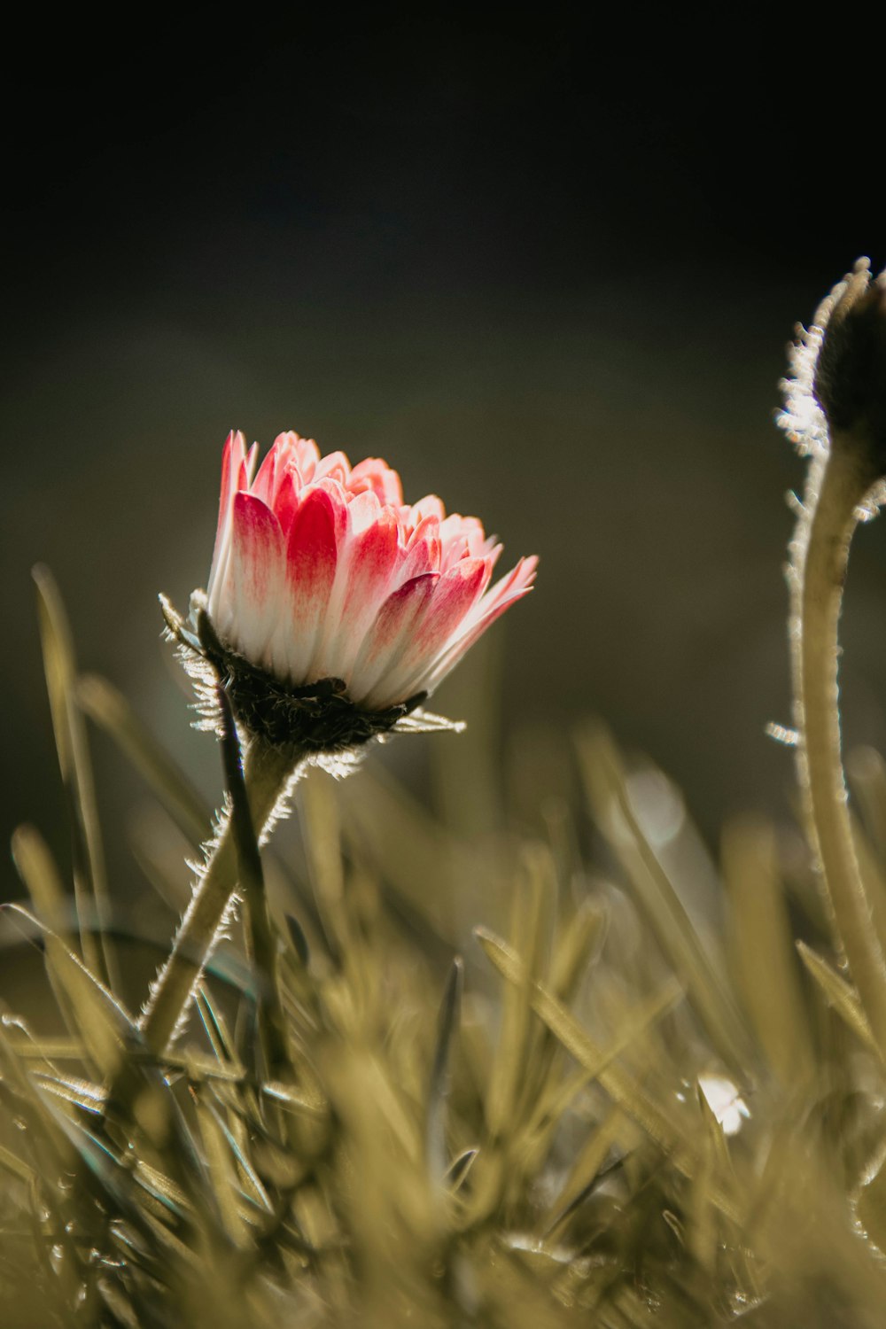 a close up of a flower