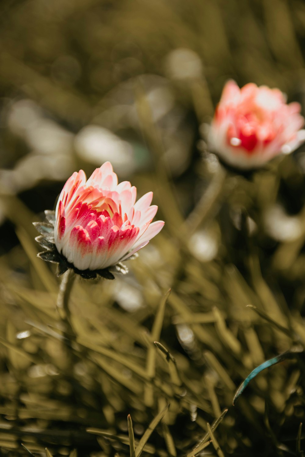 close up of pink flowers