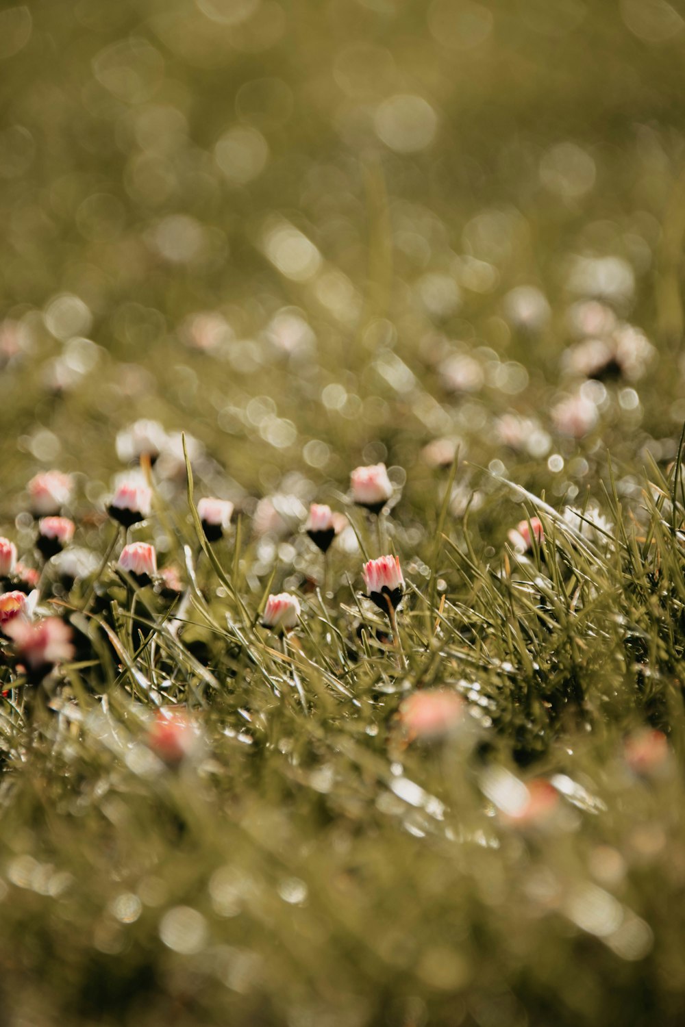 a close up of some flowers