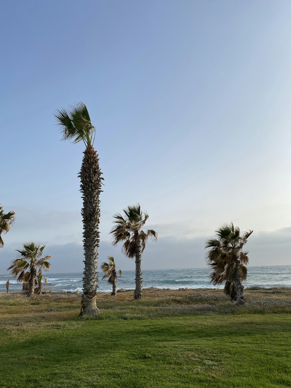 a group of palm trees on a beach