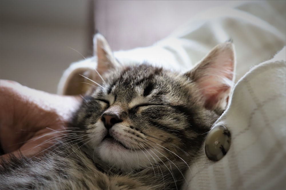 Un gatto con una moneta in testa