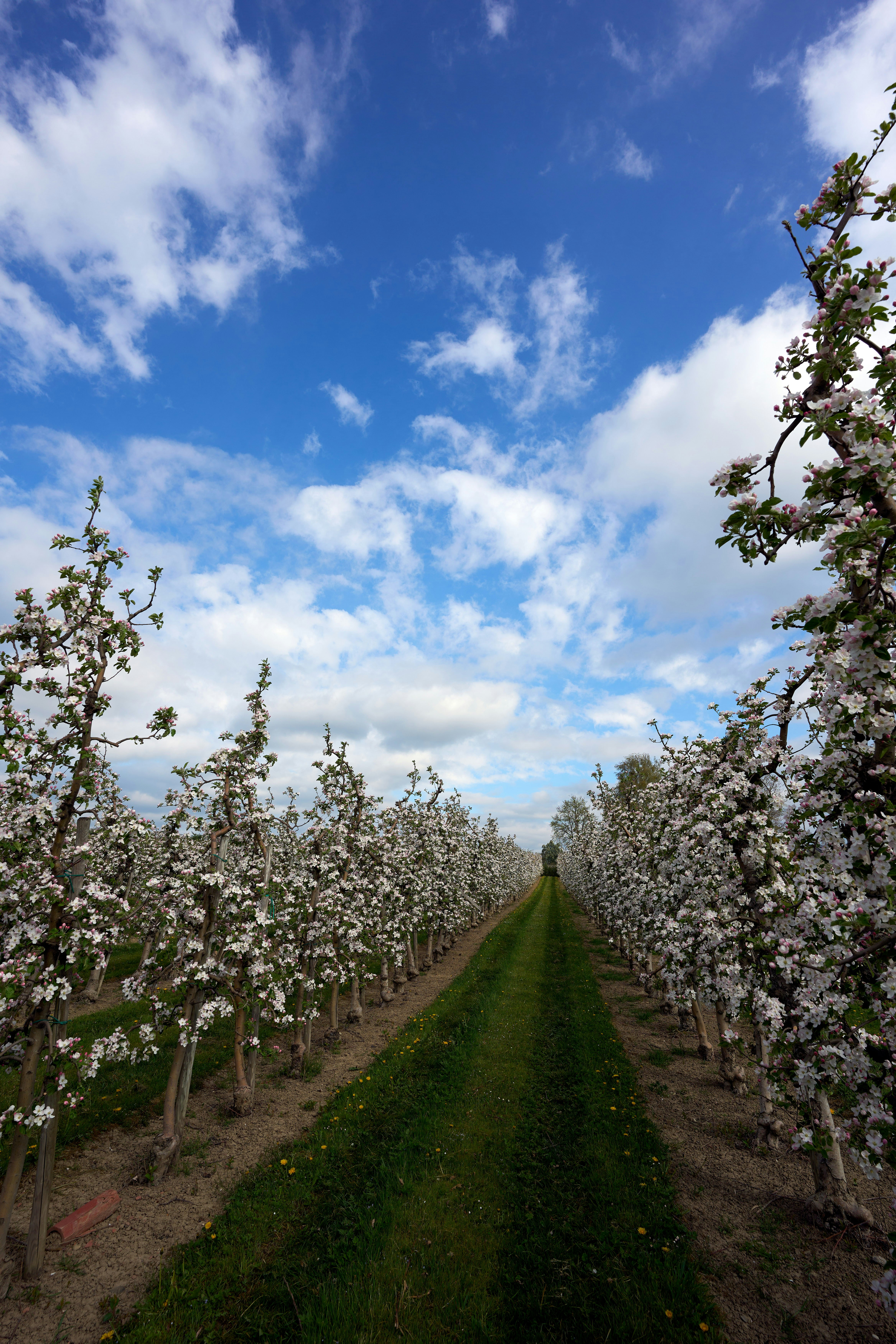 Photo by wolfgang_hasselmann